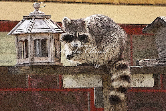 Raccoon 2  - May 10, 2018 Necedah National Wildlife Refuge Wisconsin