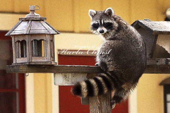 Raccoon 3  - May 10, 2018 Necedah National Wildlife Refuge Wisconsin