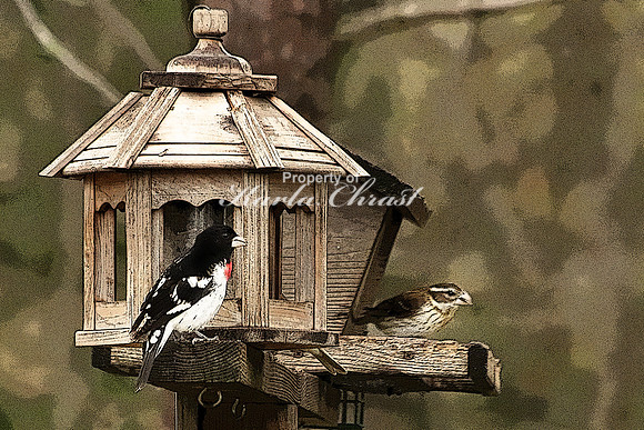 Rose-breasted Grosbeak  - May 10, 2018 Necedah National Wildlife Refuge Wisconsin