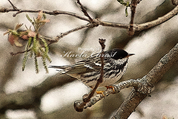Blackpoll Warbler  - May 10, 2018 Necedah National Wildlife Refuge Wisconsin