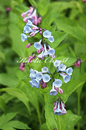 Virginia Bluebells 1  - May 13, 2018 Carly State Park Minnesota
