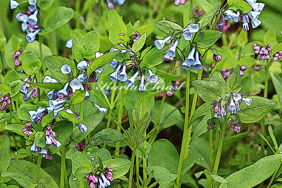 Virginia Bluebells 2  - May 13, 2018 Carly State Park Minnesota