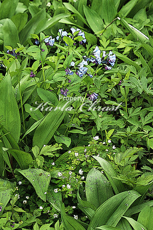 Virginia Bluebells 3  - May 13, 2018 Carly State Park Minnesota