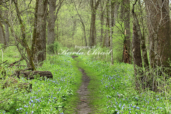 Virginia Bluebells 4  - May 13, 2018 Carly State Park Minnesota