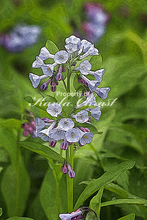Virginia Bluebells 5  - May 13, 2018 Carly State Park Minnesota