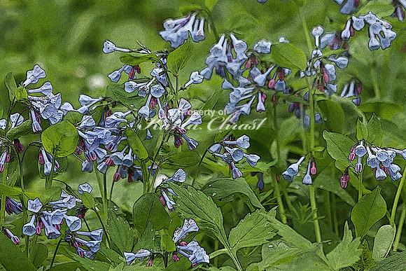 Virginia Bluebells 6  - May 13, 2018 Carly State Park Minnesota