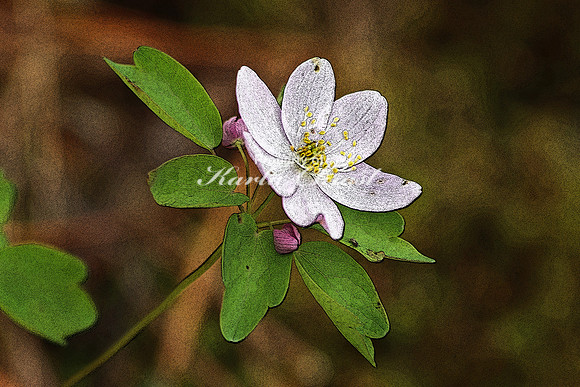 Rue Anemone 4  - May 13, 2018 Carly State Park Minnesota