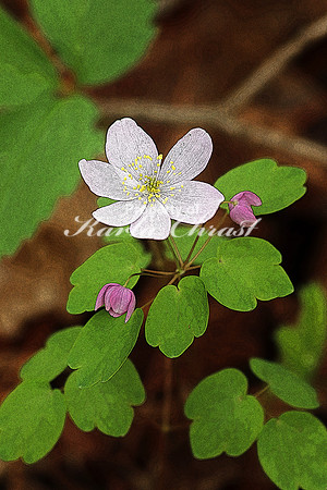 Rue Anemone 2  - May 13, 2018 Carly State Park Minnesota
