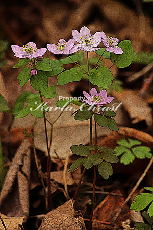 Rue Anemone 3  - May 13, 2018 Carly State Park Minnesota