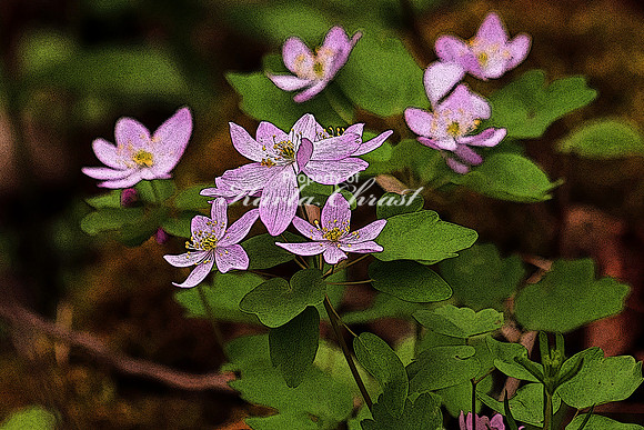 Rue Anemone 1  - May 13, 2018 Carly State Park Minnesota