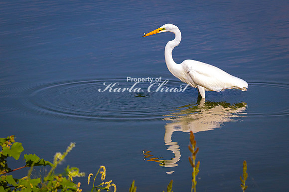 Great Egret 19 - September 1, 2023 Oakwood Lakes State Park South Dakota