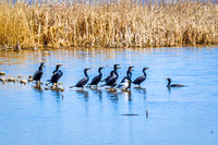 Double-crested Cormorant 3 - April 11, 2025 - Oakwood Lakes State Park South Dakota