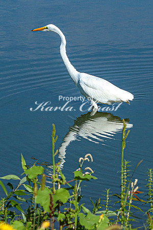 Great Egret 15 - September 1, 2023 Oakwood Lakes State Park South Dakota