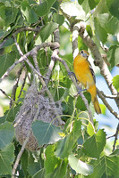 Baltimore Oriole 3 - June 20, 2014 Glacial Lakes State Trail Minnesota
