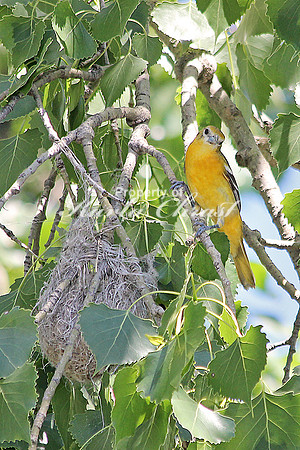 Baltimore Oriole 3 - June 20, 2014 Glacial Lakes State Trail Minnesota