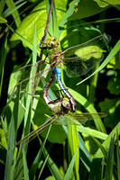 Common Green Darner - May 10, 2024 Union Slough National Wildlife Refuge