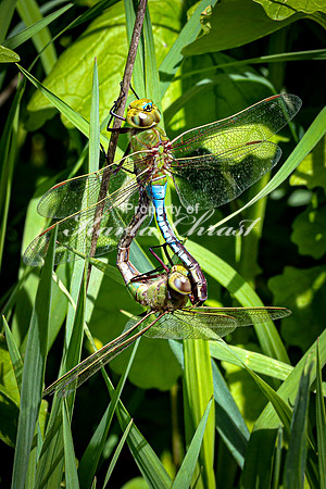 Common Green Darner - May 10, 2024 Union Slough National Wildlife Refuge