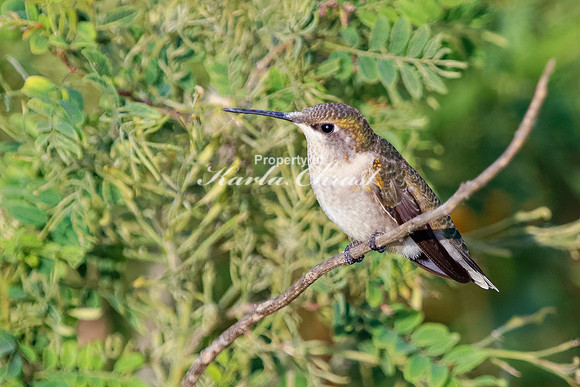 Ruby-throated Hummingbird 26 - September 1,  2023 Oakwood Lakes State Park