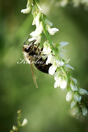 Honey bee 21 - July 18, 2023 Tewaukon National Wildlife Refuge