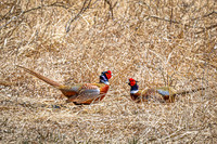 Ring-necked Pheasant, Male 14 - April 11, 2025 - Sioux Poinsett Game Production Area