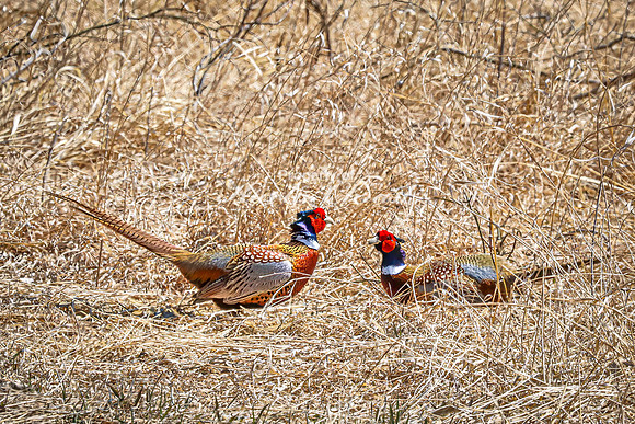 Ring-necked Pheasant, Male 14 - April 11, 2025 - Sioux Poinsett Game Production Area