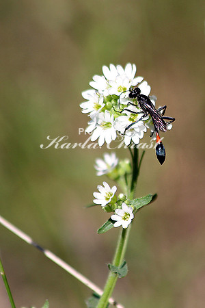 Thread-waisted Wasp 1 1 - June 20, 2014 Glacial Lakes State Trail Minnesota