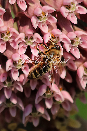 Honey Bee 10 - July 7, 2018 Sakatah Singing Hills State Trail Minnesota