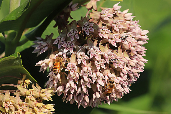 Honey Bee 11 - July 7, 2018 Sakatah Singing Hills State Trail Minnesota
