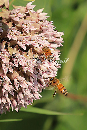Honey Bee 12 - July 7, 2018 Sakatah Singing Hills State Trail Minnesota