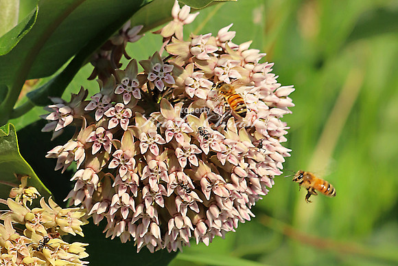 Honey Bee 14 - July 7, 2018 Sakatah Singing Hills State Trail Minnesota