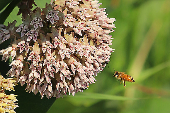 Honey Bee 13 - July 7, 2018 Sakatah Singing Hills State Trail Minnesota