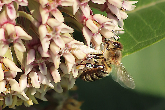 Honey Bee 15 - July 7, 2018 Sakatah Singing Hills State Trail Minnesota