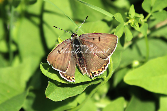 Bog Copper - July 7, 2018 Sakatah Singing Hills State Trail Minnesota