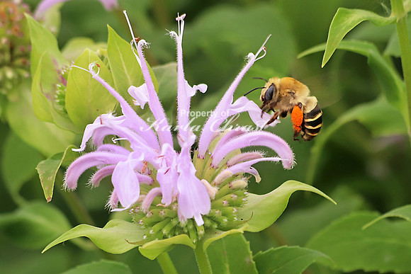 Honey Bee 16 - July 21, 2018 Big Stone National Wildlife Refuge Minnesota