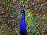 Peacock - April 20, 2004