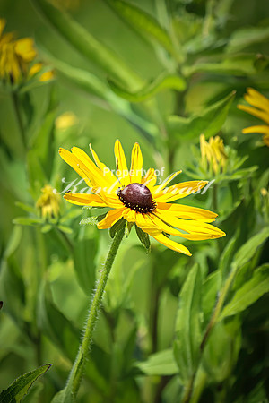 Rudbeckia 29 - July 02, 2024 Rural Minnesota
