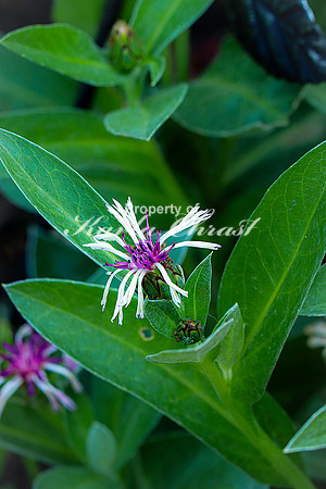 Centaurea Montana 2 - June 14, 2023