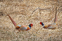 Ring-necked Pheasant, Male 19 - April 11, 2025 - Sioux Poinsett Game Production Area