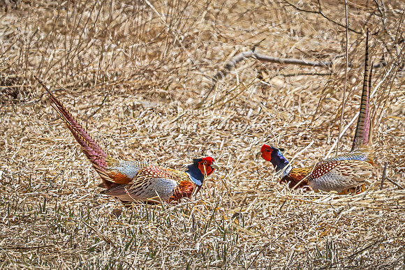 Ring-necked Pheasant, Male 19 - April 11, 2025 - Sioux Poinsett Game Production Area