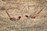 Ring-necked Pheasant, Male 18 - April 11, 2025 - Sioux Poinsett Game Production Area
