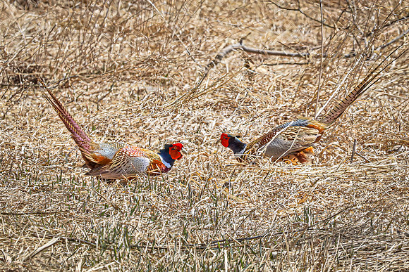 Ring-necked Pheasant, Male 18 - April 11, 2025 - Sioux Poinsett Game Production Area