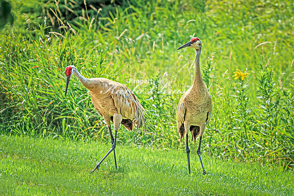 Sandhill Crane 20 - July 30, 2024 North Country National Scenic Trail