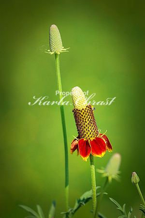 Mexican Hat 1 - June 14, 2023