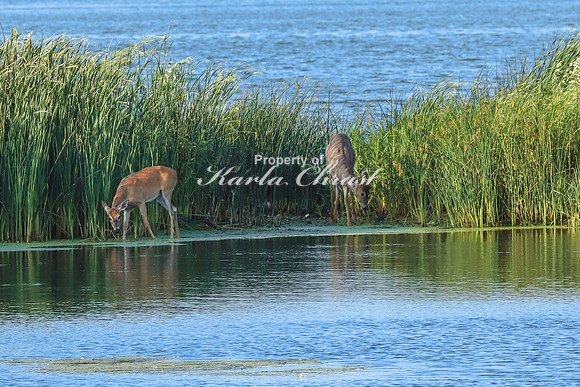 Whitetail Deer 24 - September 1,  2023 Oakwood Lakes State Park