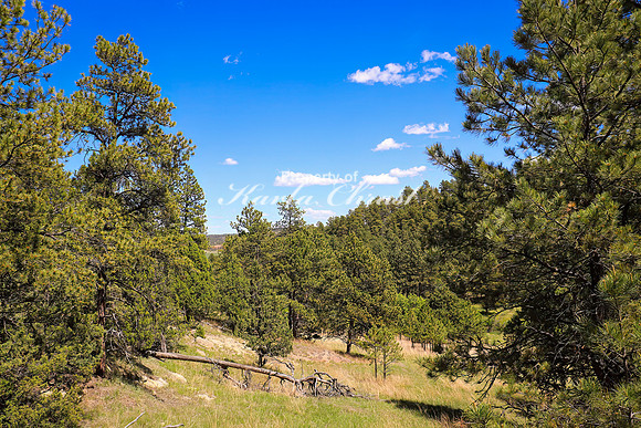 Devils Tower National Monument Joyner Ridge Trail 10- June 4, 2024