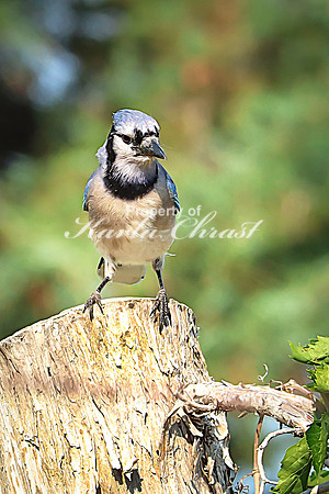 Blue Jay 5 - June 14, 2023 Oakwood Lakes State Park South Dakota