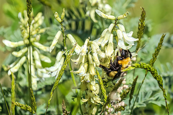 Bumble Bee 18 - June 05, 2024 -Fetterman Massacre Monument Wyoming