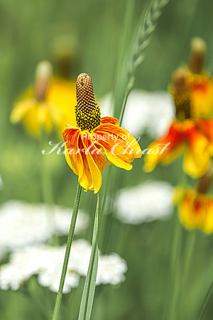 Prairie Coneflower 10 - July 02, 2024 Rural Minnesota