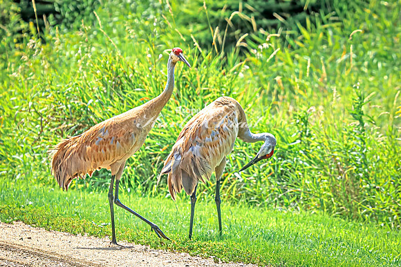 Sandhill Crane 19 - July 30, 2024 North Country National Scenic Trail