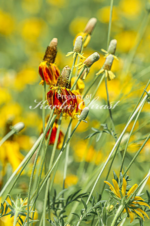 Prairie Coneflower 4 - July 02, 2024 Rural Minnesota